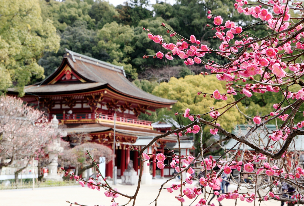 Dazaifu Plum Blossomes