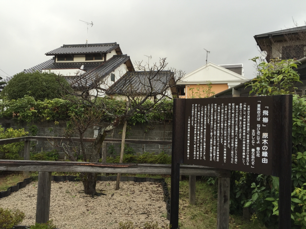 太宰府の梅 | 日本遺産太宰府 古代日本の「西の都」～東アジアとの交流 